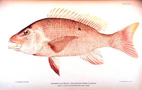red-snapper